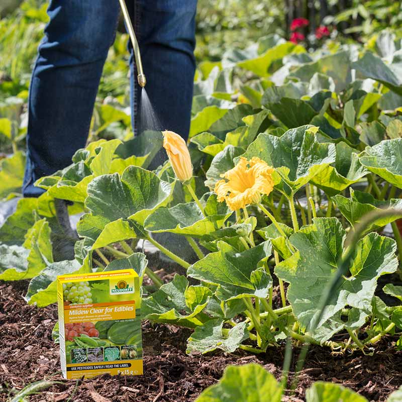 Neudorff Mildew Clear Fungicide for Edibles (5 sachets) image 0