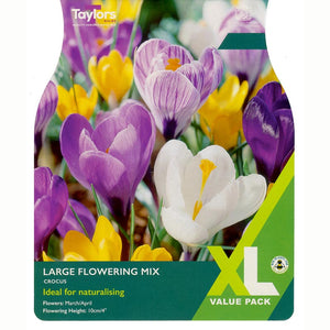 Crocus Large Flowering Mixed Colour Pack (25 Bulbs) image 0