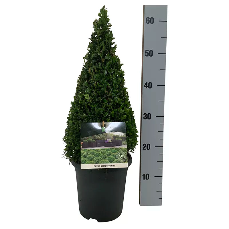 Buxus Sempervirens Topiary Pyramid image 0