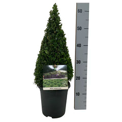 Buxus Sempervirens Topiary Pyramid - 40 - 50cm image