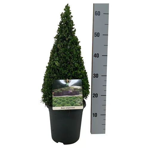 Buxus Sempervirens Topiary Pyramid - 40 - 50cm image