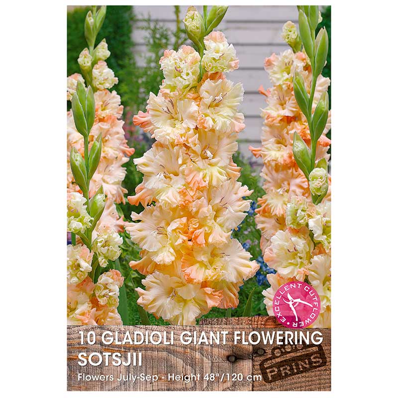 Gladioli Giant Flowering 'Sotsjii' - 10 bulbs image 0