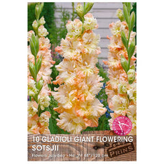 Gladioli Giant Flowering 'Sotsjii' - 10 bulbs image 0