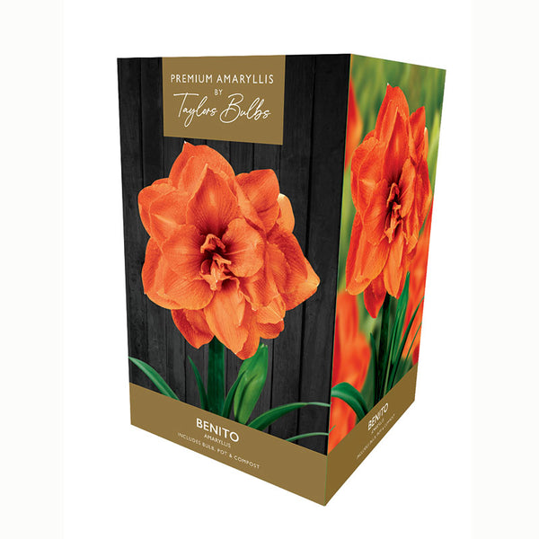 Amaryllis ‘Benito’ (Premium Indoor Growing Kit Gift Pack) image 0