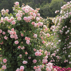 David Austin Strawberry Hill® English Climbing Rose (6-Litre Pot) image 0