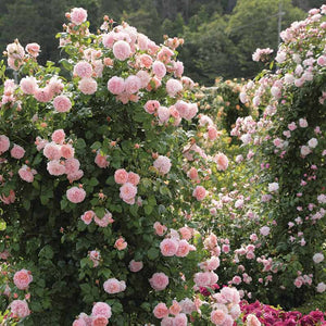 David Austin Strawberry Hill® English Climbing Rose (6-Litre Pot) image 0