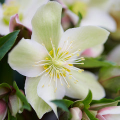 Hellebore ViV® ‘Wanda’ (4-Litre Pot) image 0
