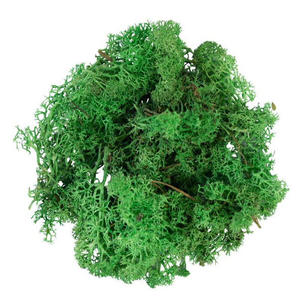 My Village Green Reindeer Moss (500g) image 0