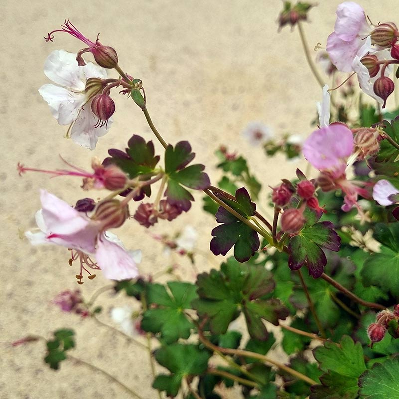 Geranium ‘St Ola’ (3-Litre Pot) image 0
