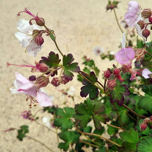 Geranium ‘St Ola’ (3-Litre Pot) image 1