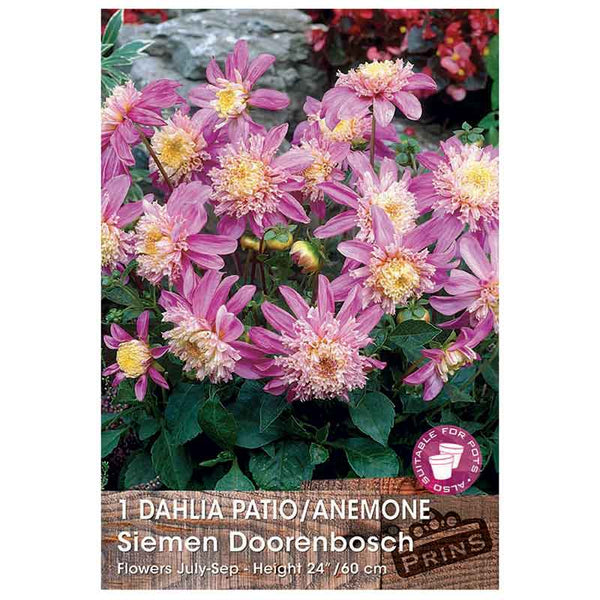 Dahlia 'Siemen Doorenbosch' (1 tuber) image 0
