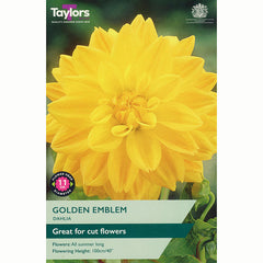 Dahlia ‘Golden Emblem’ with Yellow Flowers (1 Tuber) image 0