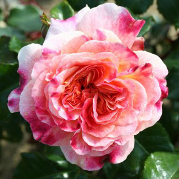 Whartons Roses ‘Designer Sunset’ Patio Rose (3-Litre Pot) image 0