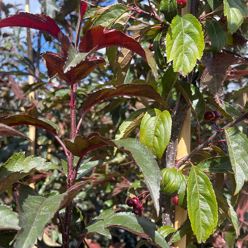 Malus ‘Royal Raindrops’ Tree (Crab Apple) (12-Litre Pot) image 0