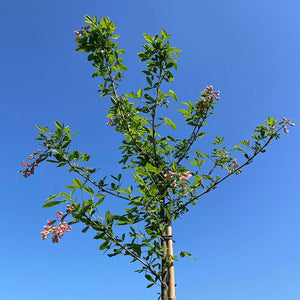 Laburnocytisus ‘Adamii’ Tree (15-Litre Pot) image 1