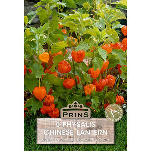 Physalis alkekengi 'Chinese Lantern' (5 bulbs) image 0