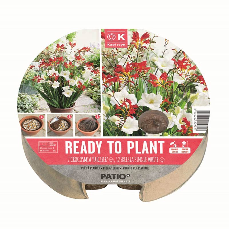 Ready to Plant Crocosmia ‘Lucifer’ & Freesia Single White 24cm/9.5″ (19 bulbs) image 0