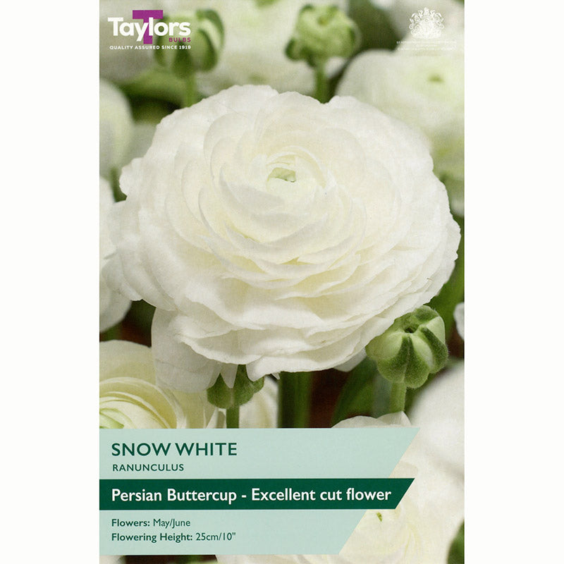 Ranunculus ‘Snow White’ with Ivory White Flowers (10 Bulbs) image 0
