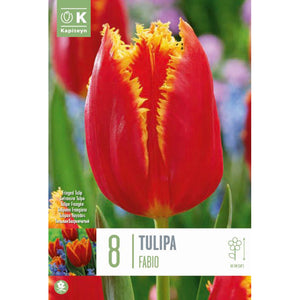 Tulip Fringed ‘Fabio’ (8 Bulbs) image 0