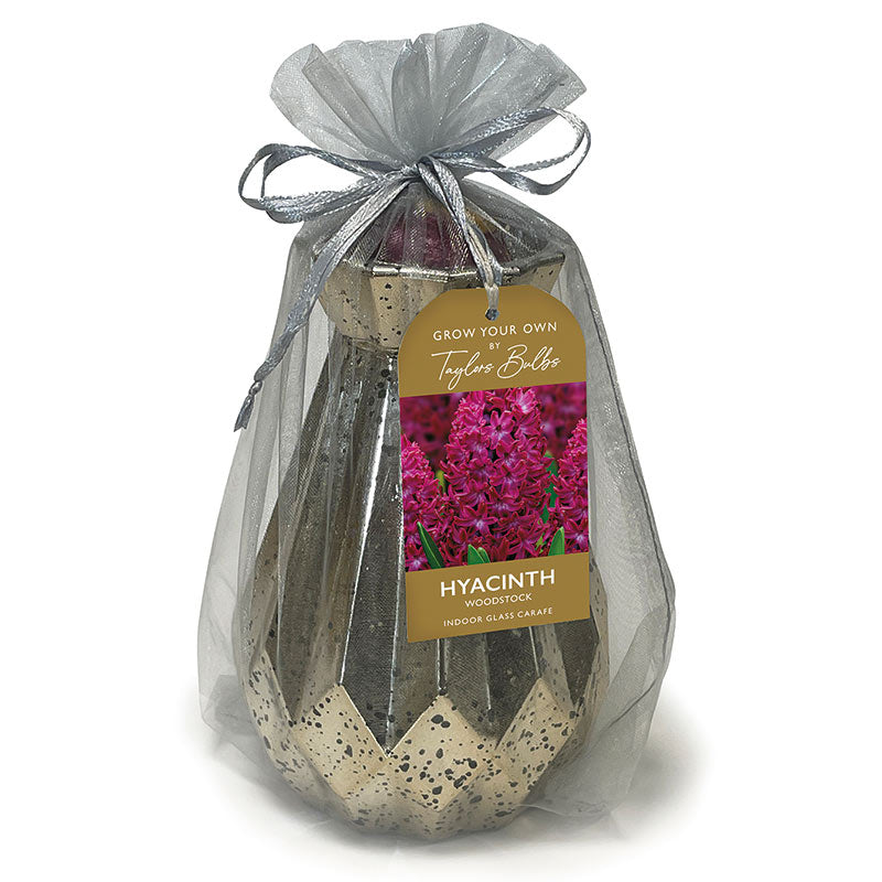 Luxury Glass Carafe Indoor Planter with Hyacinth ‘Woodstock’ (1 bulb) image 0