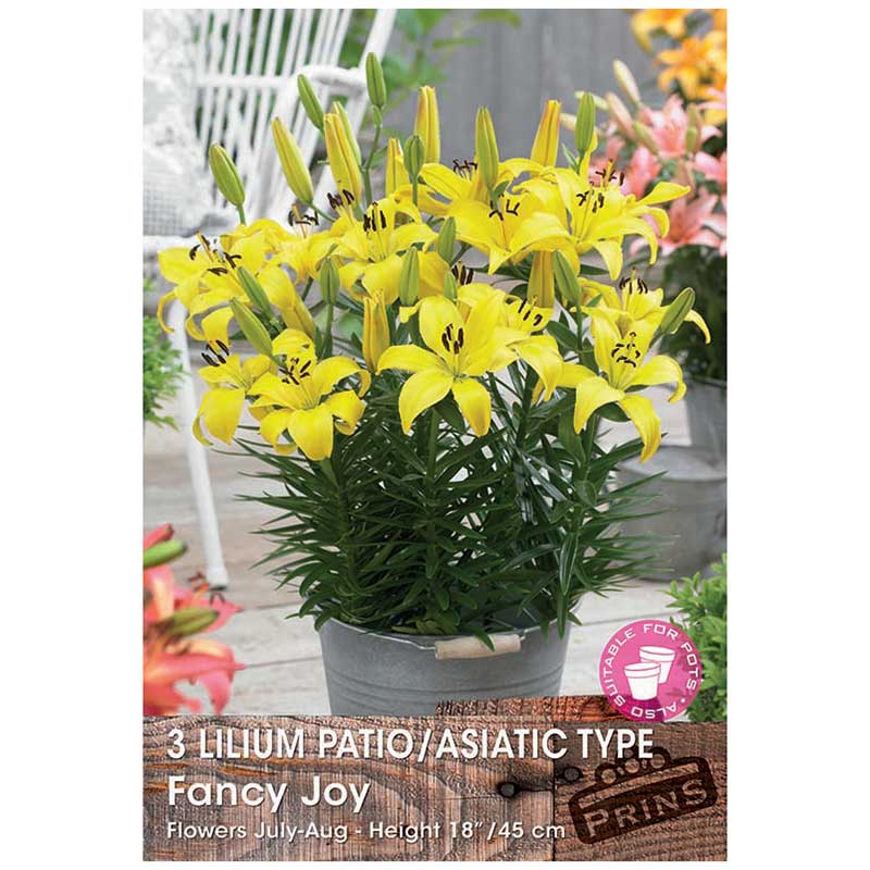 Lilium 'Patio/Asiatic Type Fancy Joy' Bulbs image 0