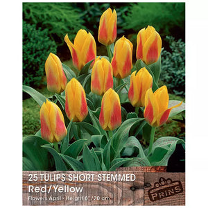 Tulip Short Stemmed 'Red & Yellow' (25 bulbs) image 0