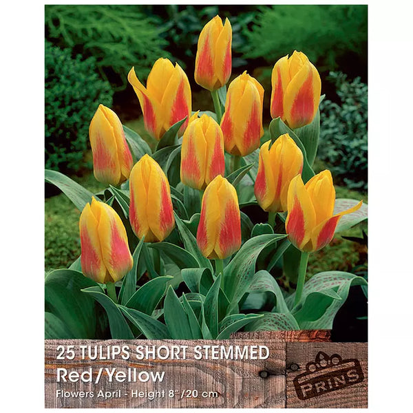 Tulip Short Stemmed 'Red & Yellow' (25 bulbs) image 0