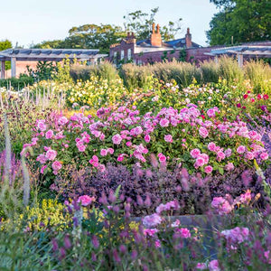 David Austin Gertrude Jekyll® English Shrub Rose (6-Litre Pot) image 2