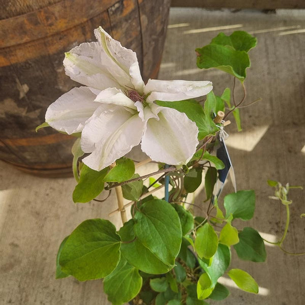 Raymond Evison Clematis Guernsey Flute image 0