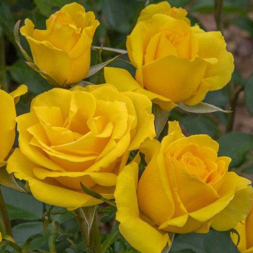 Whartons Roses ‘Grandma’s Rose’ Shrub Rose image 0