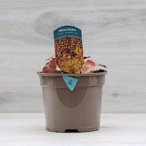 Heuchera ‘Soda Ginger Ale’ (2-Litre Pot) image 1