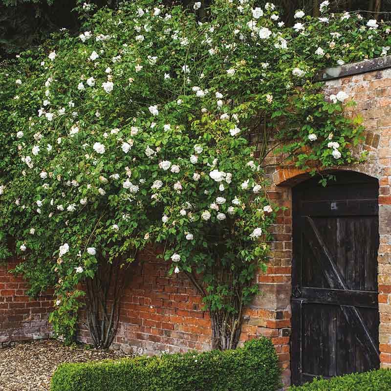 David Austin Madame Alfred Carrière® Climbing Rose (6-Litre Pot) image 0