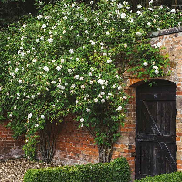 David Austin Madame Alfred Carrière® Climbing Rose (6-Litre Pot) image 0