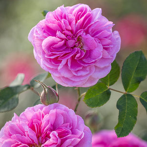 David Austin Gertrude Jekyll® English Shrub Rose (6-Litre Pot) image 1