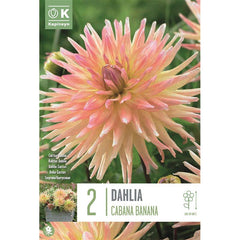 Dahlia Cabana Banana (2 Tubers) image 0