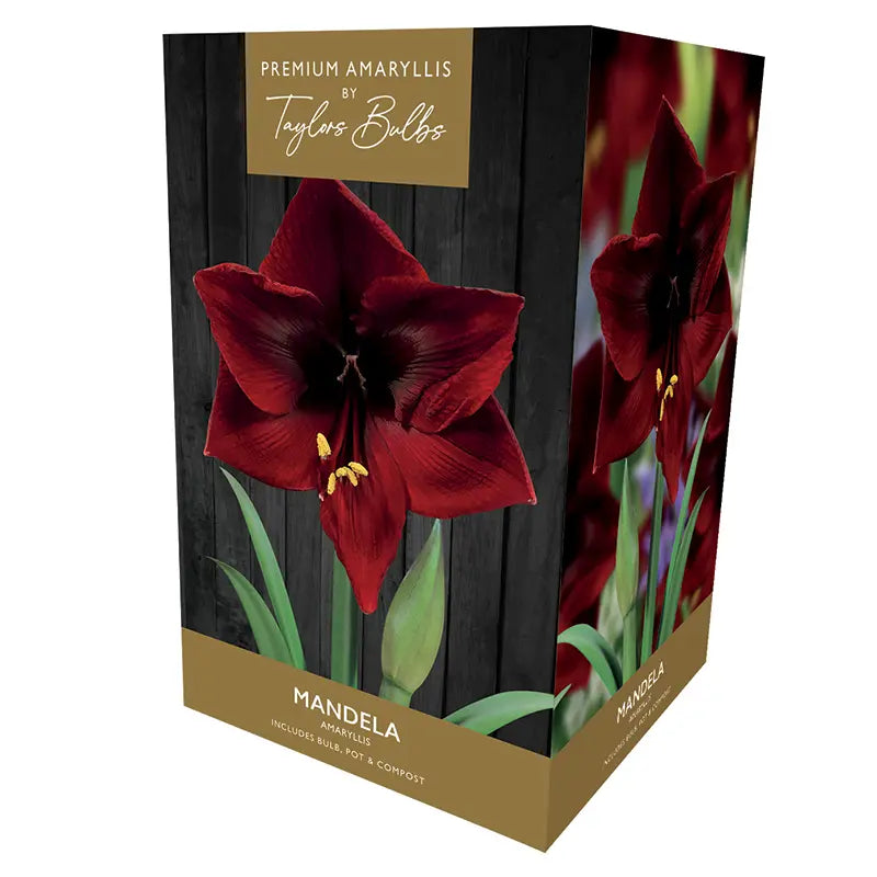 Amaryllis 'Mandela' (Premium Indoor Growing Kit Gift Pack) image 0