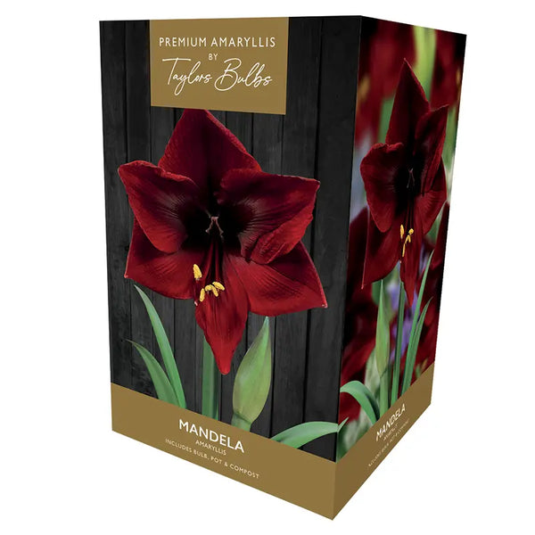 Amaryllis 'Mandela' (Premium Indoor Growing Kit Gift Pack) image 0