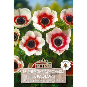 Anemone 'De Caen Bicolor' (15 bulbs) image 0