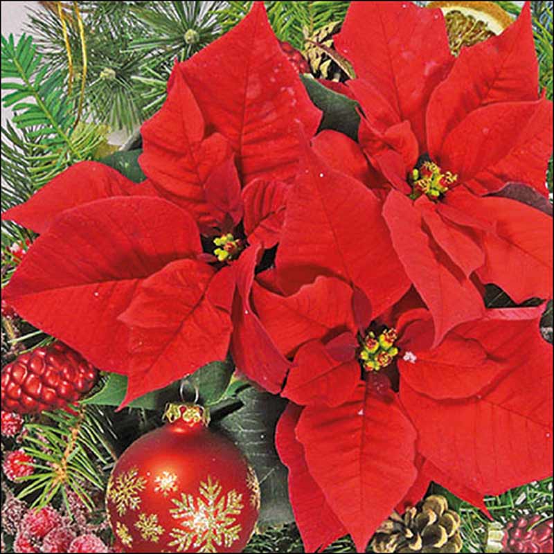 Ambiente Paper Napkins - Red Poinsettia (Pack of 20) image 0