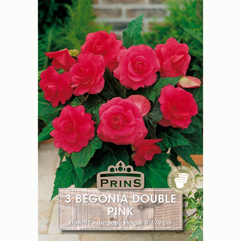 Begonia 'Double Pink' with Raspberry Pink Flowers (3 Bulbs) image 0