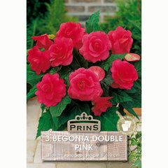 Begonia 'Double Pink' with Raspberry Pink Flowers (3 Bulbs) image 0