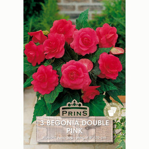 Begonia 'Double Pink' with Raspberry Pink Flowers (3 Bulbs) image 0