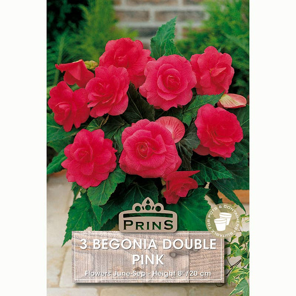 Begonia 'Double Pink' with Raspberry Pink Flowers (3 Bulbs) image 0