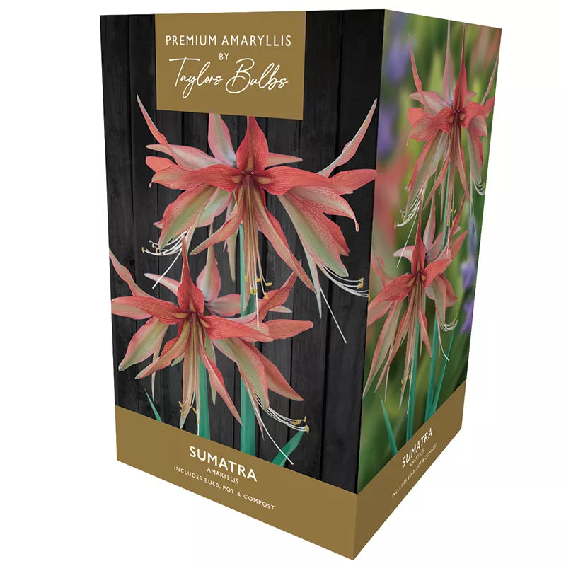 Amaryllis 'Sumatra' (Premium Indoor Growing Kit Gift Pack) image 0