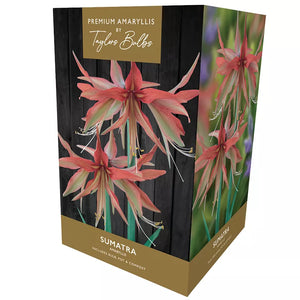 Amaryllis 'Sumatra' (Premium Indoor Growing Kit Gift Pack) image 0