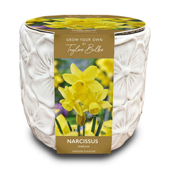 Deluxe Embossed Botanical Indoor Planter with Narcissus Sabrosa (5 Bulbs) image 0