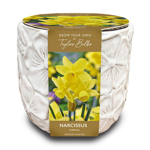 Deluxe Embossed Botanical Indoor Planter with Narcissus Sabrosa (5 Bulbs) image 0