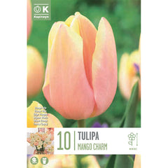 Tulip ‘Mango Charm’ (10 Bulbs) image 0