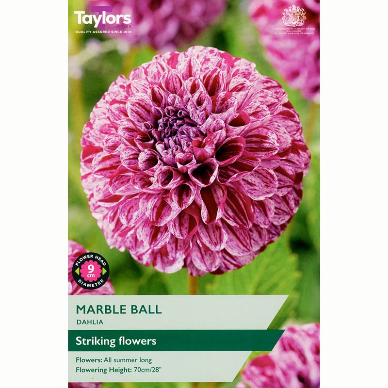 Dahlia ‘Marble Ball’ with Purple Flowers (1 Tuber) image 0