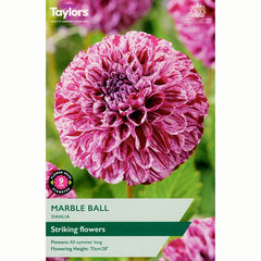 Dahlia ‘Marble Ball’ with Purple Flowers (1 Tuber) image 0